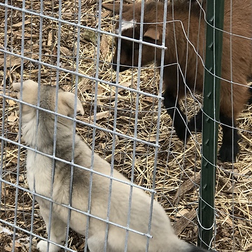 Playful Standoff