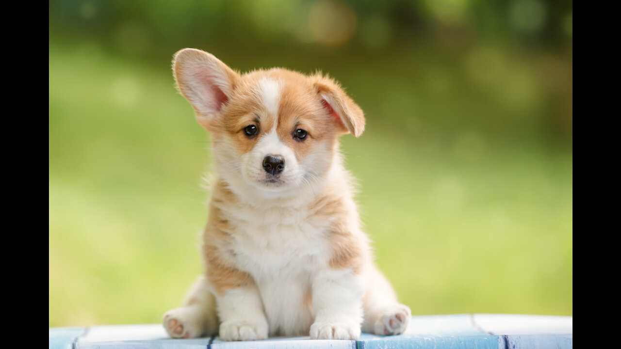 Cute puppy activity