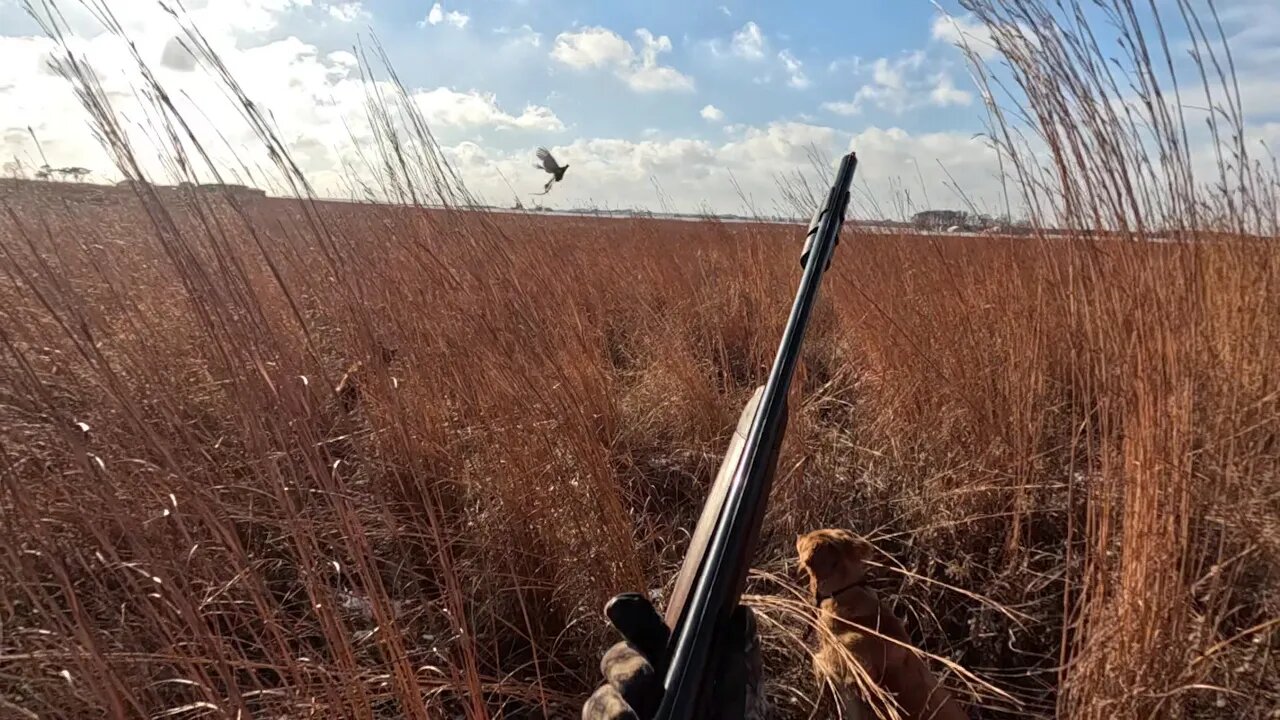 Two Person Public Land Limit - Pheasant Hunting