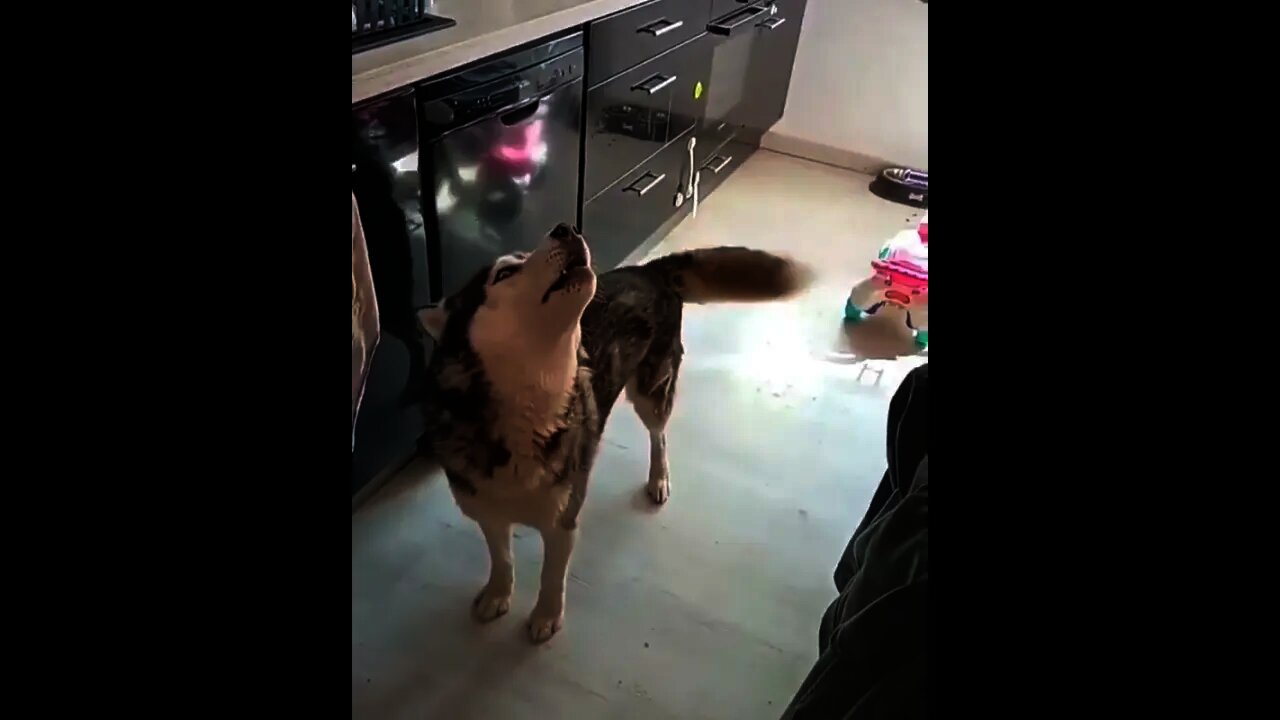 Super Husky Puppy 🐕 Barking on Owner | #Shorts #Animals #Husky