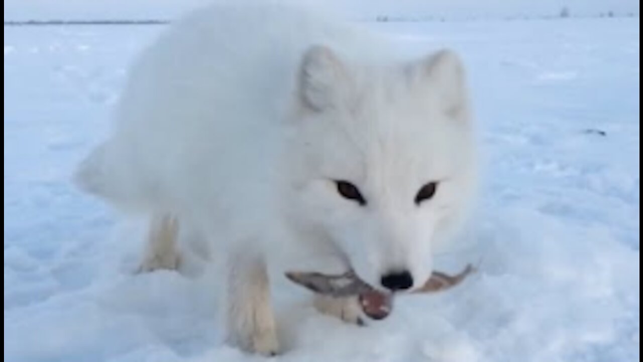 Baby Arctic Fox Steals Mans Fish