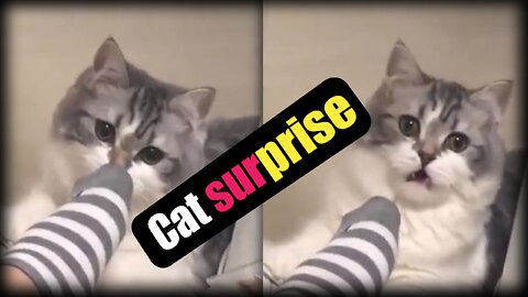 Cat surprise, cat funny video, cat amazing video||