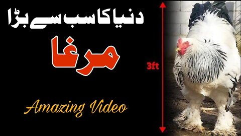 that's Amazing 💥 Biggest Rooster In the World #amazing #top10 #telent #trending