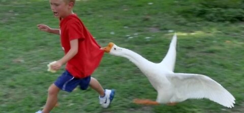 Funny animal videos compilation 😆 😄 🤣
