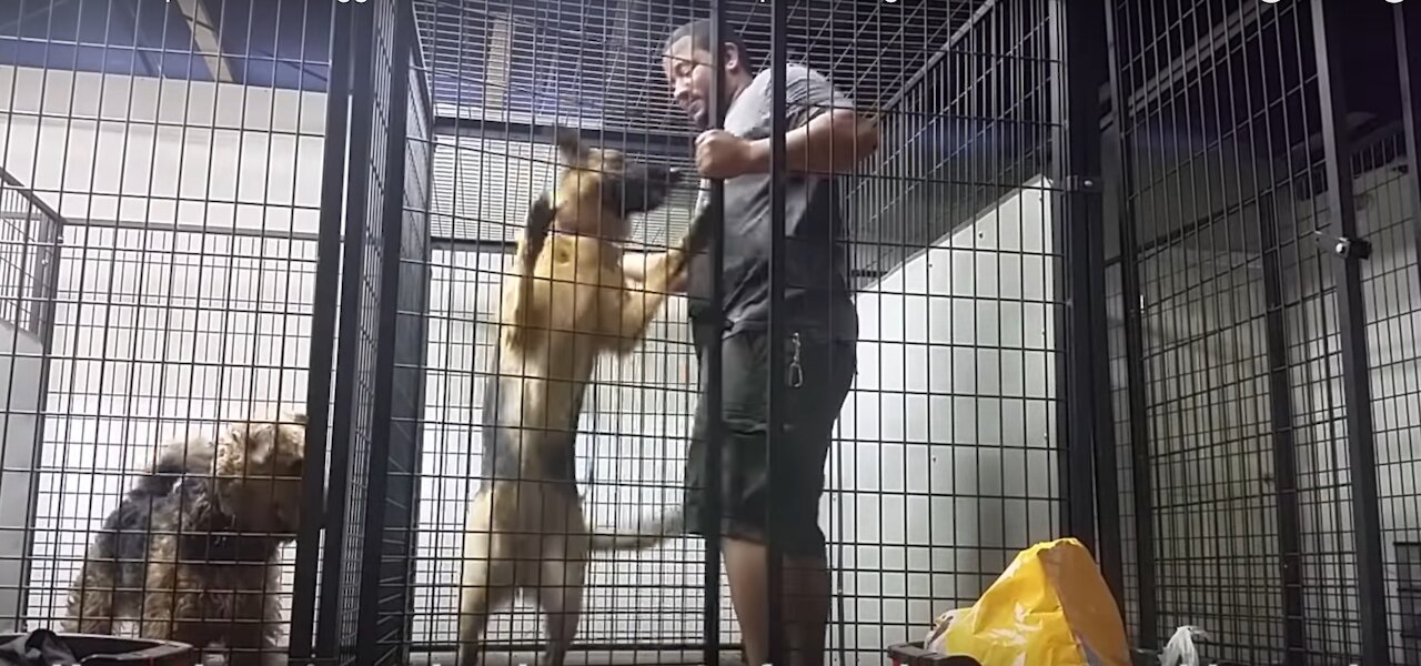 Aggressive German Shepherd Dog Training