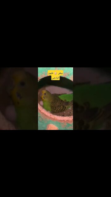 بيض 🥚 طيور البادجى
