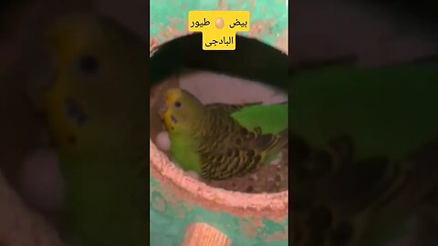 بيض 🥚 طيور البادجى