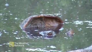 Floating debris is actually a couple sneaky turtles