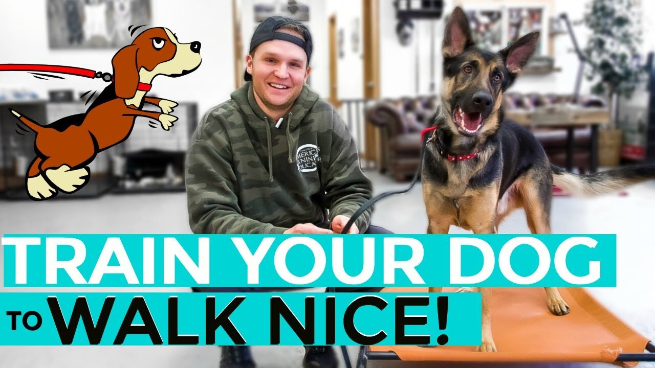 Leash Training Your Dog NOT To Pull AND Loose Lead Walking (QUICK AND EASY)