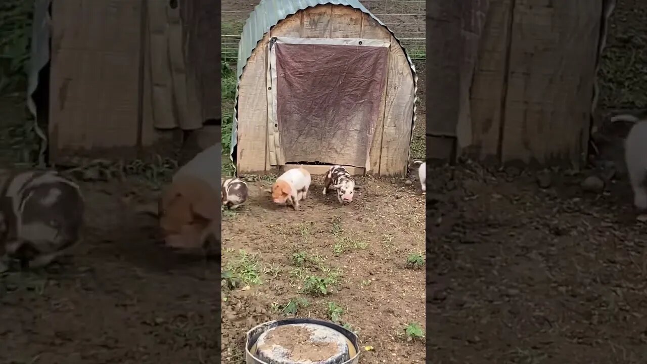 Piglets roughhouse and run | #kunekune #piglets #farmlife #homesteading #cute #funny