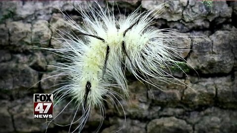 Poisonous caterpillar