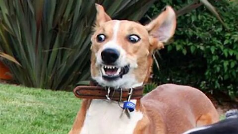 I dare you not to laugh at the FUNNIEST Animal Videos of 2024 Funny Pet's Life