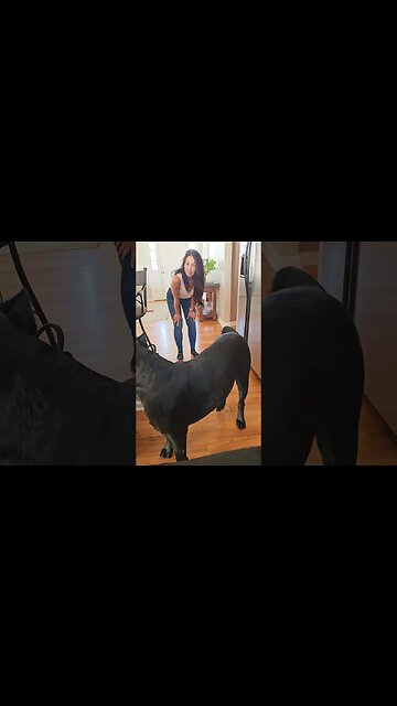 The HAPPIEST Cane Corso Wiggle Butts #short #cutedogs #funnydogs