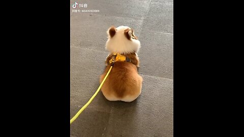 Corgi