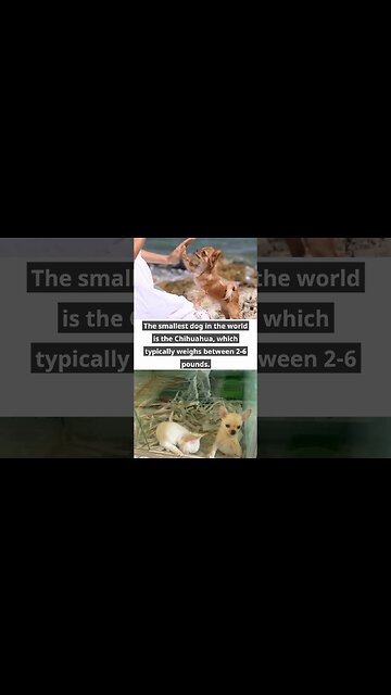 Pawsome Dog Facts! 🐕 🐾 #dog #facts #shorts