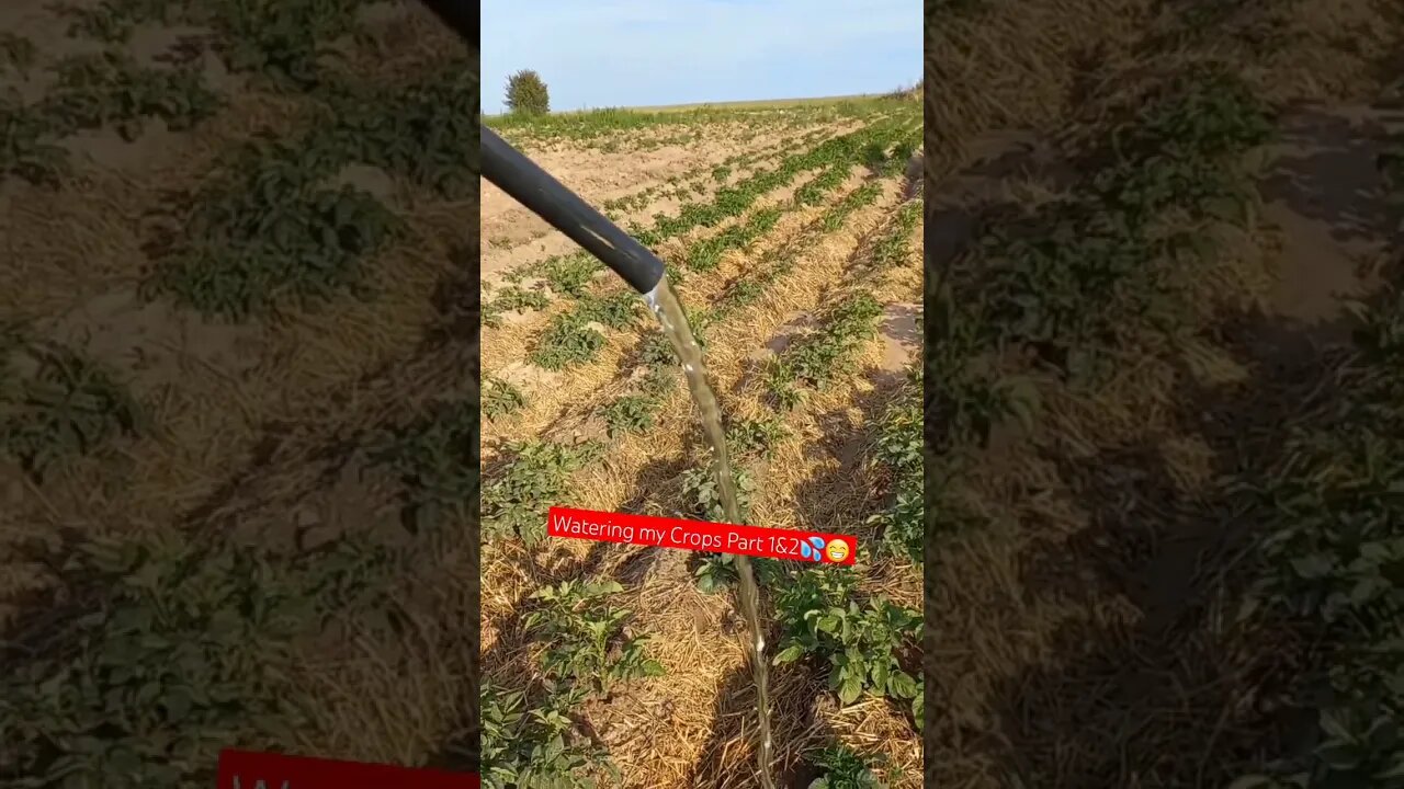 Do Potatoes Need Water? 🤔| #shorts #short #food #farming #shortvideo #shortsvideo #shortsfeed #like