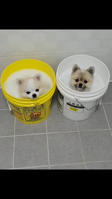 Adorable Pomeranians Enjoy A Relaxing Bucket Bath