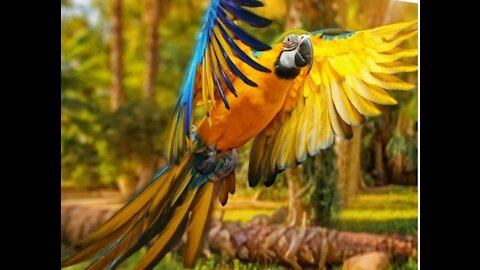 Hyacinth macaw free in nature
