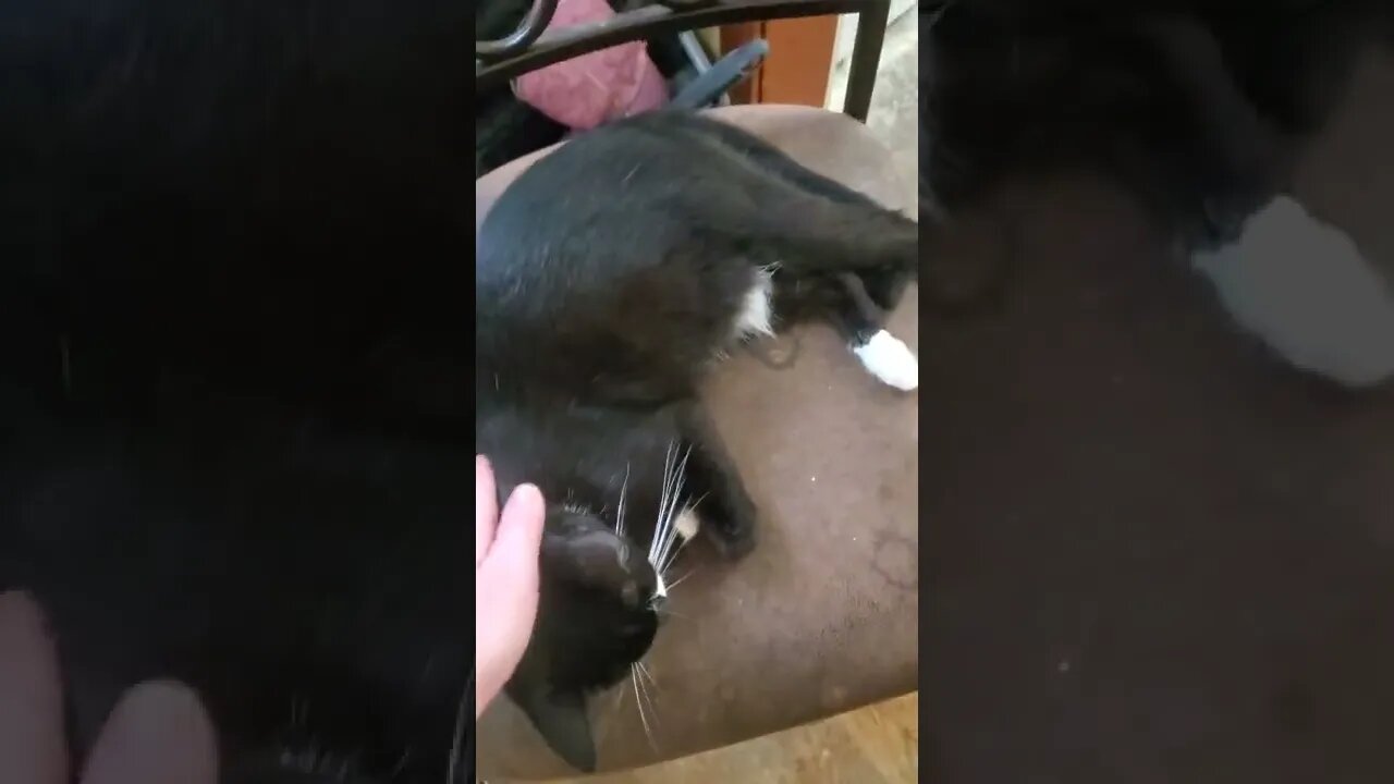 Why get a CAT #felineaura