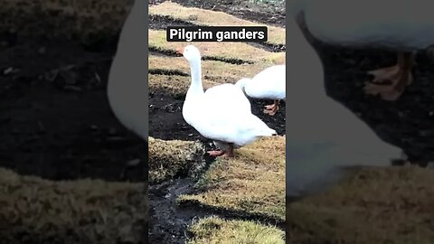 Pilgrim ganders