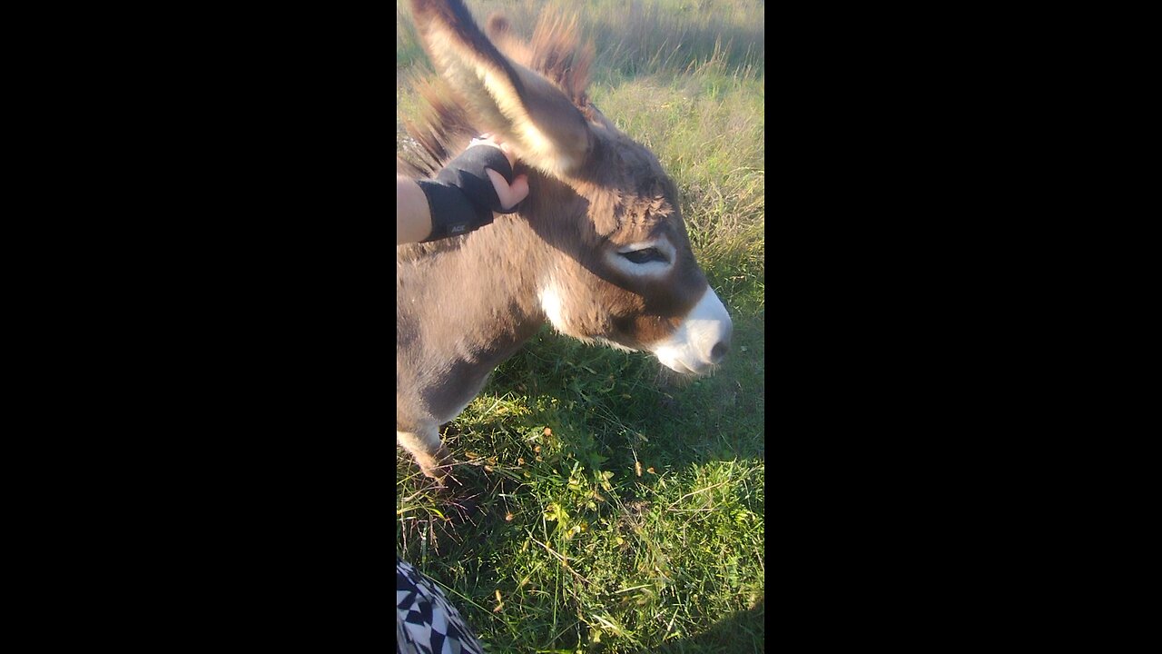 Walking the field seeing the new baby calf, giving donkey scratches and avoiding donkey bites. lol