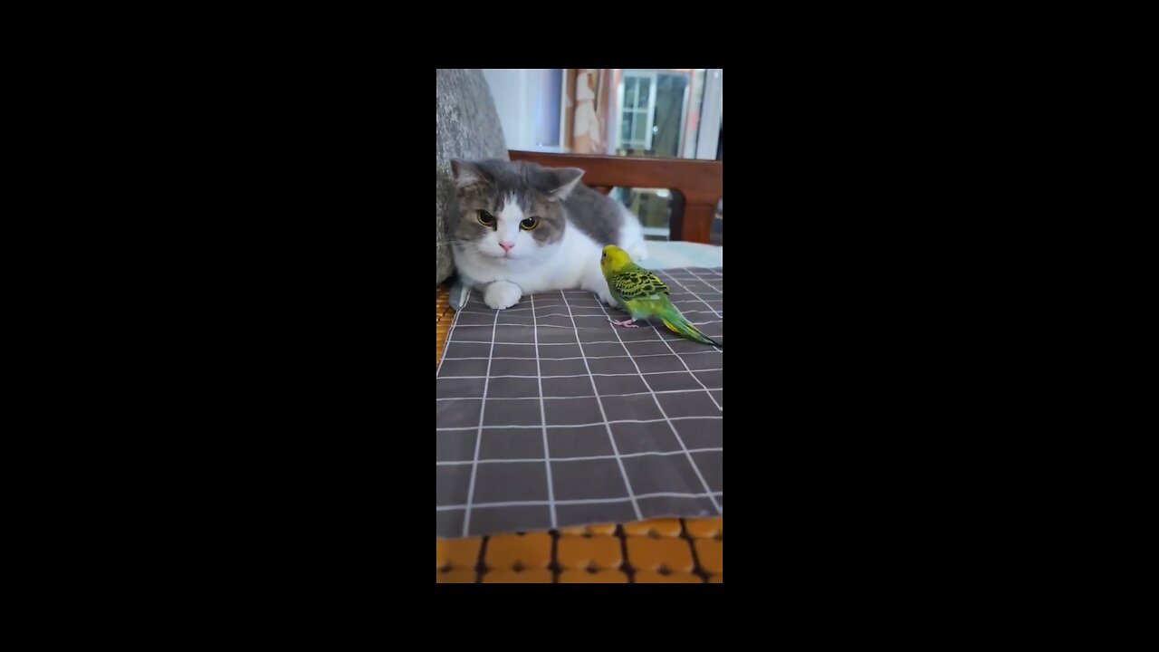 Cat meets parrot