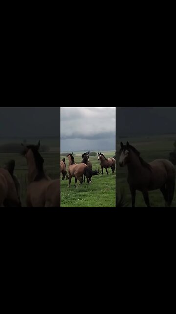 New stallion trying to make an impression#animals #pets #horse #horoscope #friesianhorse