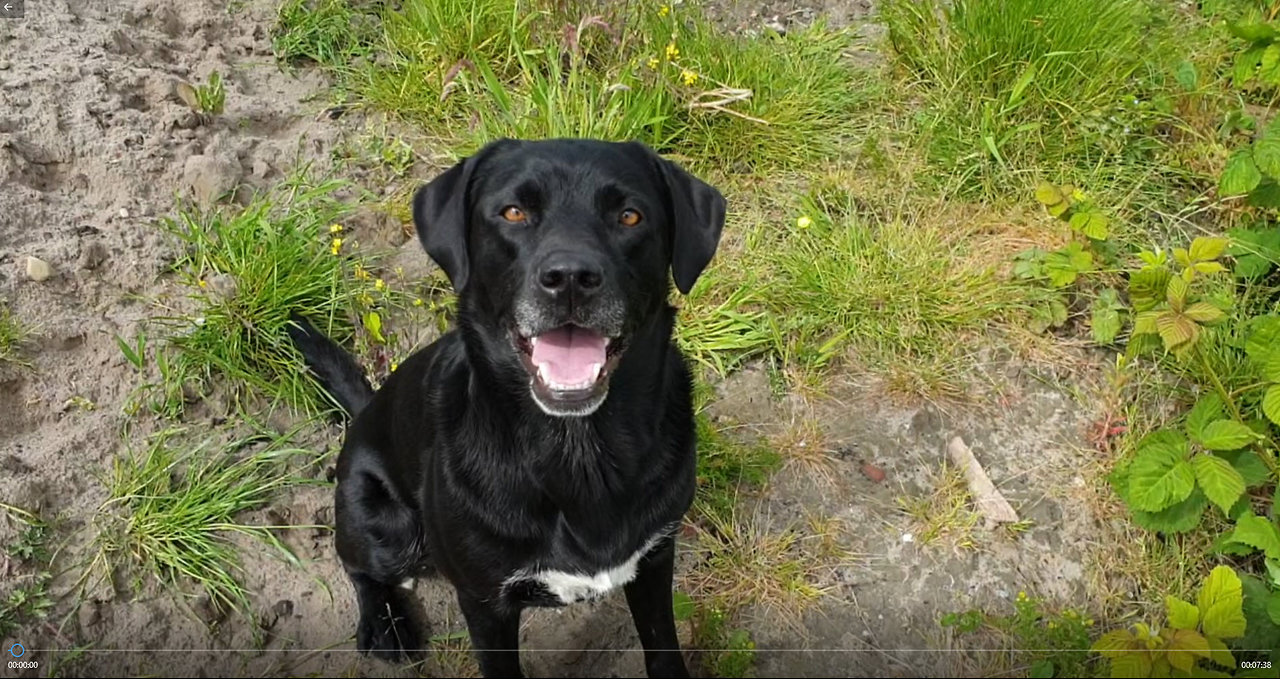 Benji The Borador Loves To Play Fetch and Swim - Episode 1