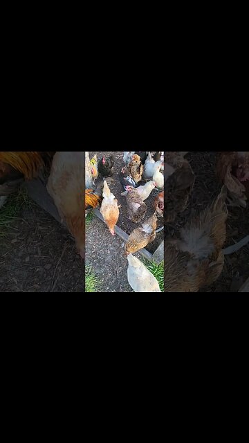 They Usually Run Out Immediately #goodmorning #chickens #chickenshorts #chickenlife