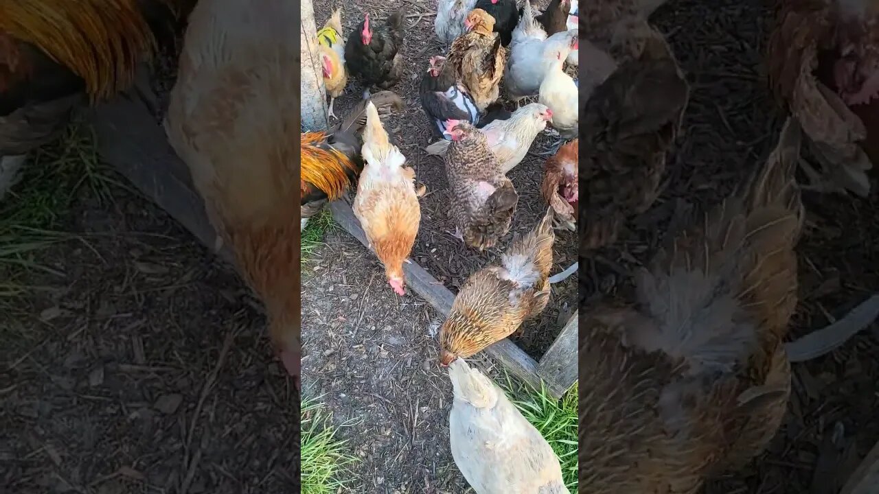 They Usually Run Out Immediately #goodmorning #chickens #chickenshorts #chickenlife