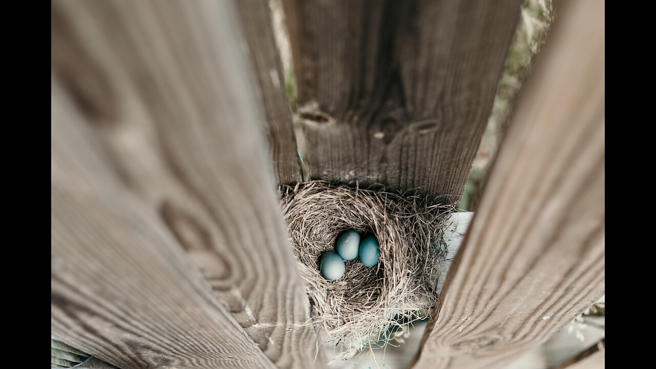 egg opens for bird hatching