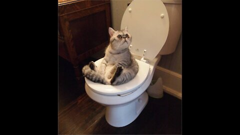 Cute Funny cat in toilet