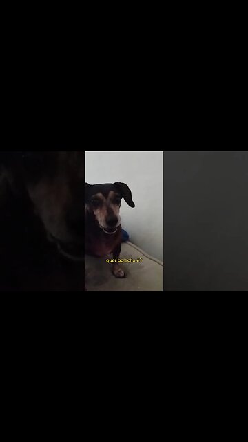 Pedindo lanche da tarde 🍪🐕