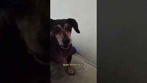 Pedindo lanche da tarde 🍪🐕