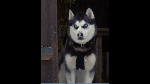 Demon Husky - Diesel