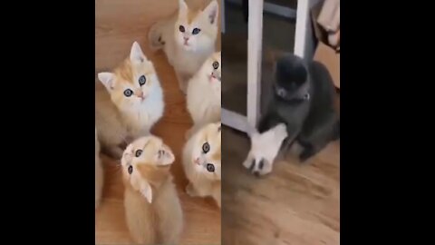 Cute cat is friendship in funny video