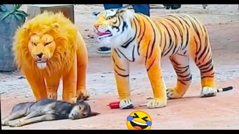 Troll Prank Dog Funny & fake Lion and Fake Tiger Prank To dog & Huge Box Prank to dog