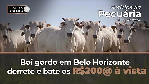 Boi gordo em Belo Horizonte derrete e bate os R$200@ à vista