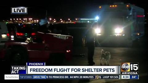 Freedom flight for shelter pets takes off from Phoenix