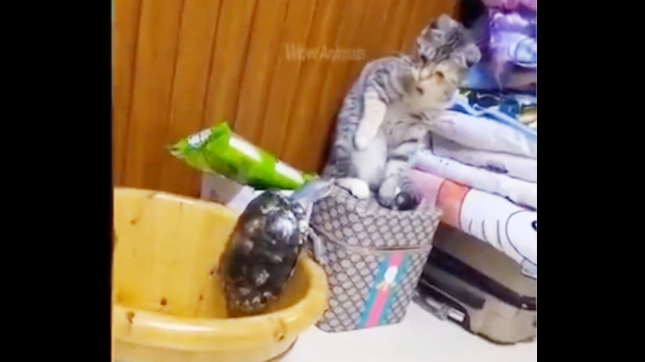 funny video TORTOISE and funny cat full video