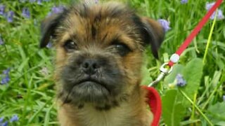 Guilty puppy caught chewing up toilet paper!