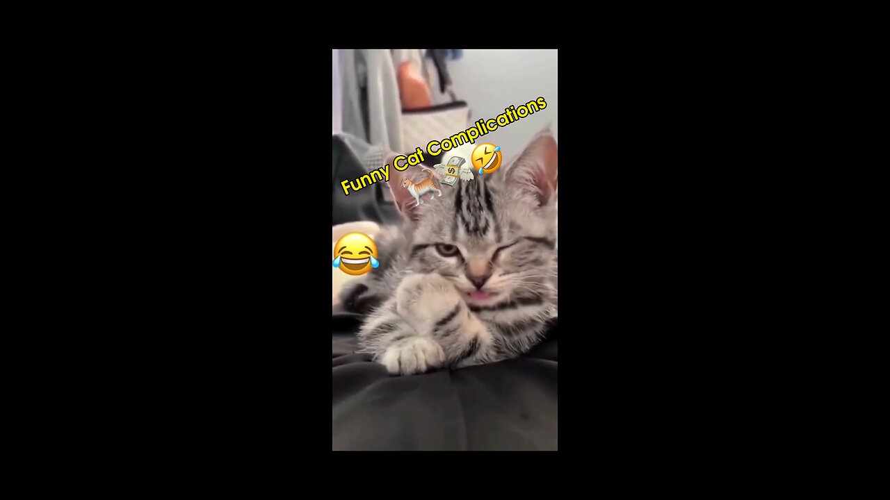 Funny Cats Acts😂lol