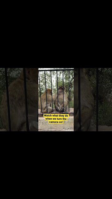 Gibraltar Monkeys #shorts