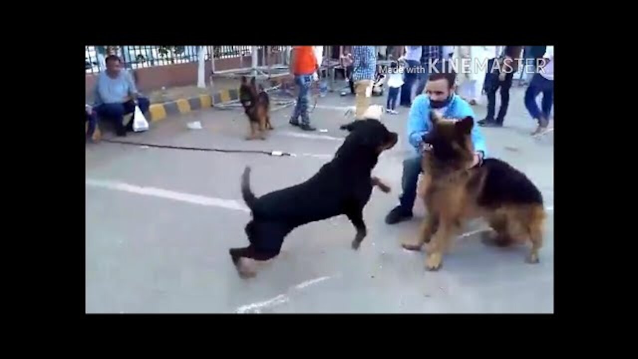 Rottweiler Attacks till 2020 || Rottweiler vs other Dogs|| Rottweiler Vs Humans.