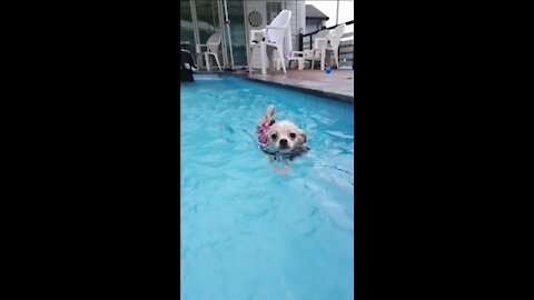 dog pool