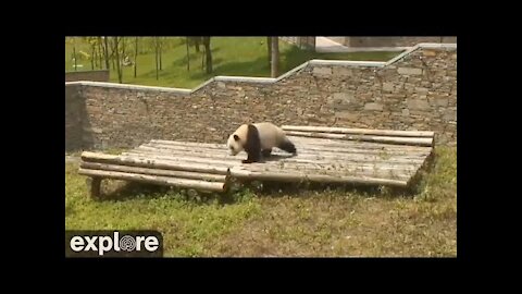 Panda rolling down hill ( very cute )