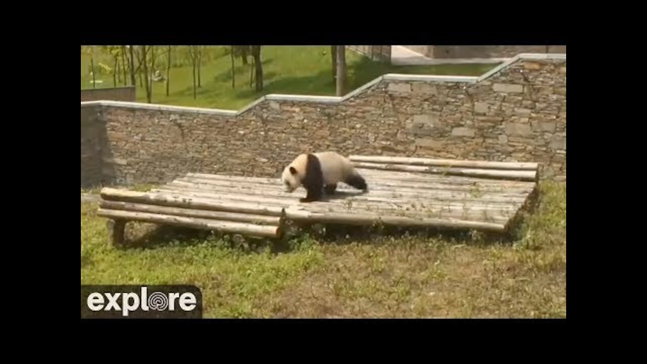 Panda rolling down hill ( very cute )