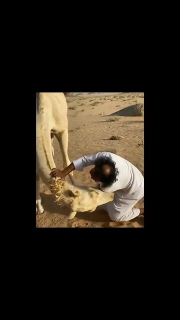 Camel 🐪 attack 🤣 #Shorts #ytshorts #UbertainmentFun #Dogs #Animals #Fun