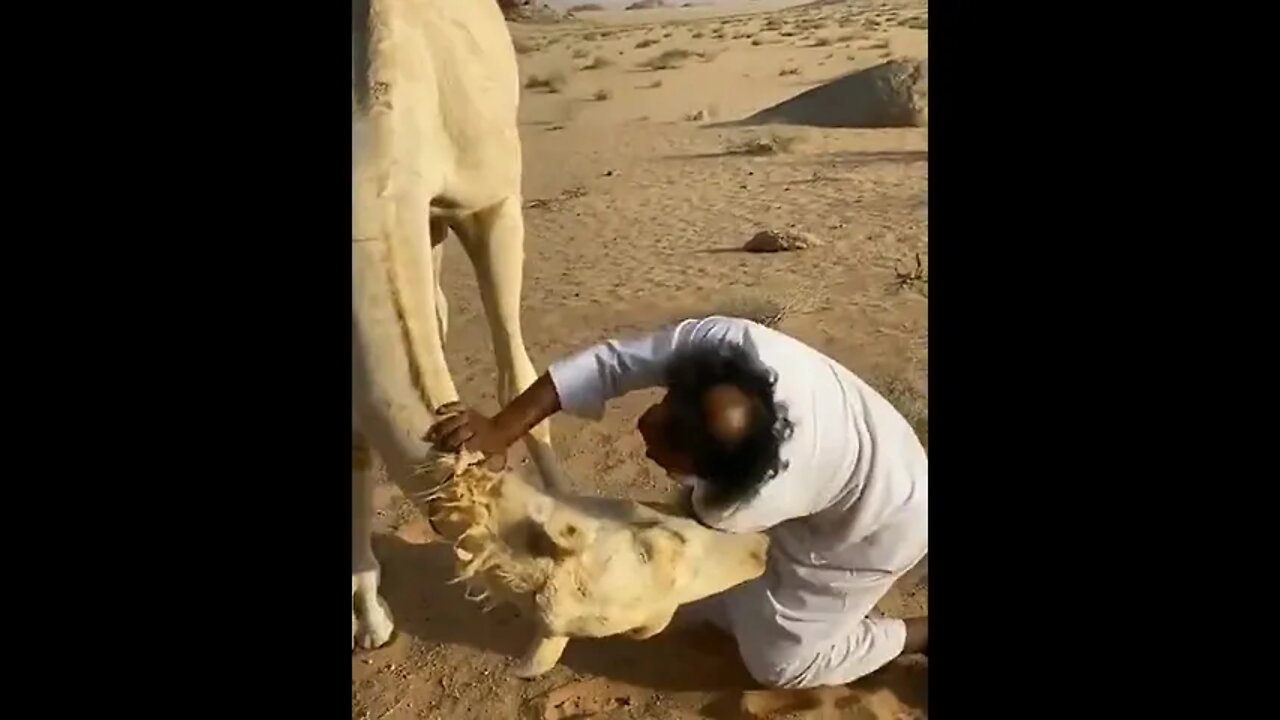 Camel 🐪 attack 🤣 #Shorts #ytshorts #UbertainmentFun #Dogs #Animals #Fun