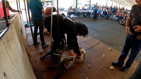 Helping Out With The Mike McWilliams Oregon Shearing Contest